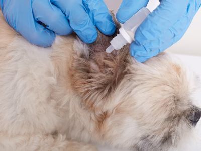 atopic-dermatitis-treatment-dogs