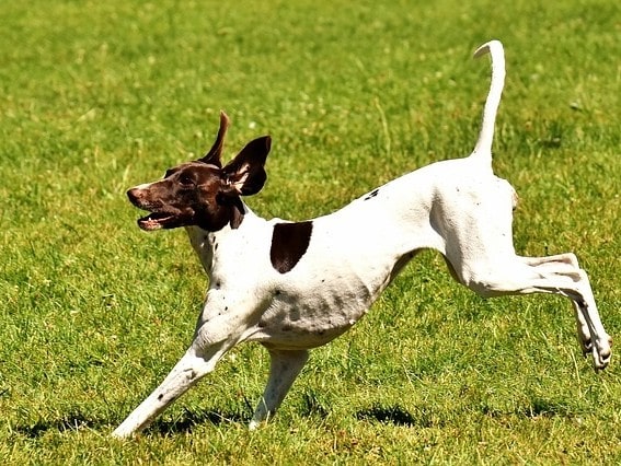 dog facing difficulties while moving dog having difficulties while moving
