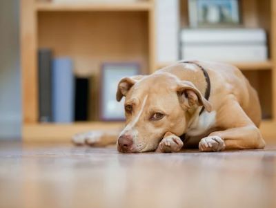 Side Effects of Loratadine in dogs