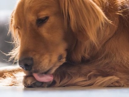 Dog excessively licking their paws Dog licking their paws