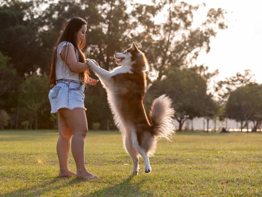 Dog standing on human, Dog standing on women, husky standing on human 