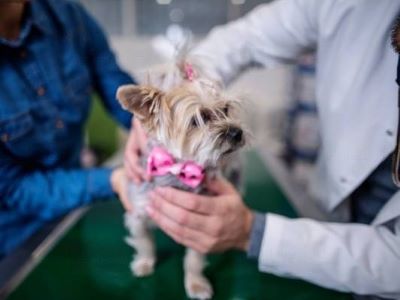 dog suffering from choking issue dog suffering from choking issue