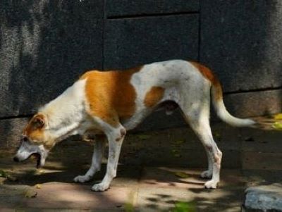 vomiting in dogs vomiting in dogs