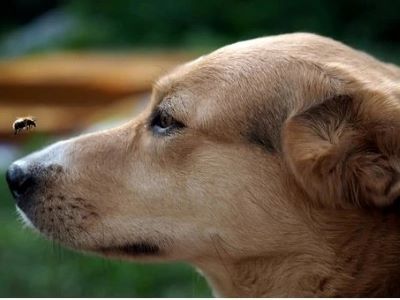 Why calamine lotion is used in dogs Why calamine lotion is used in dogs