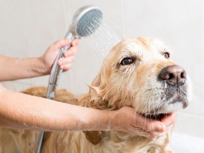 Bathing your dog to prevent gnat infection
