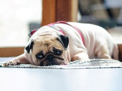 drowsiness in dogs