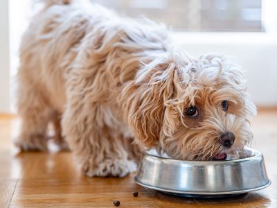Panacur in dog food Panacur in dog food