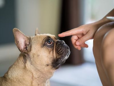 symptoms-of-glaucoma-in-dogs