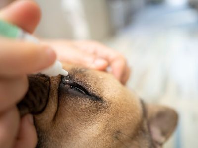 treatment-for-glaucoma-in-dogs