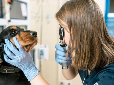 dog-glaucoma-treatment-care