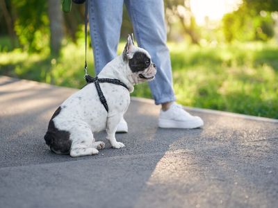 puppy walk