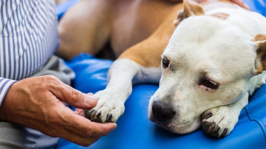 How to tell if your dog is in pain dog is in pain