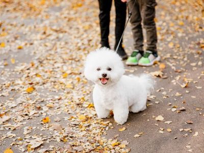 puppy refusing to walk