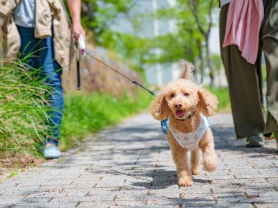 how far can a puppy walk 