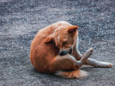 itching in dog itching in dog
