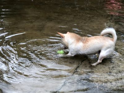 Leptospirosis in dogs 