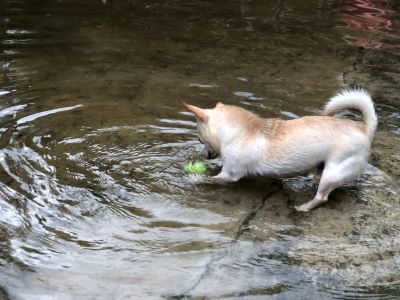 Leptospirosis in dogs Leptospirosis in dogs