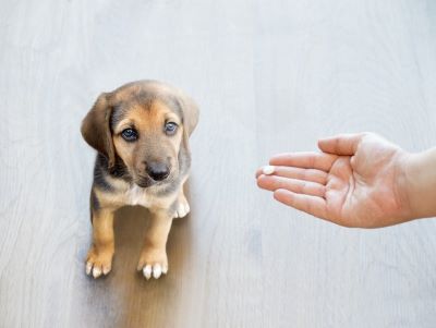 Can You Give Your Dog Loratadine?