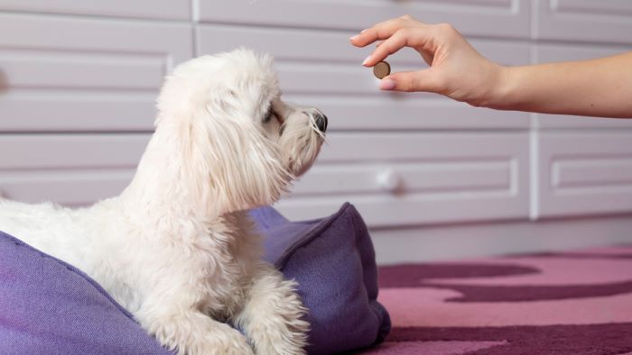 Can My Dog Have Loratadine? Can My Dog Have Loratadine?