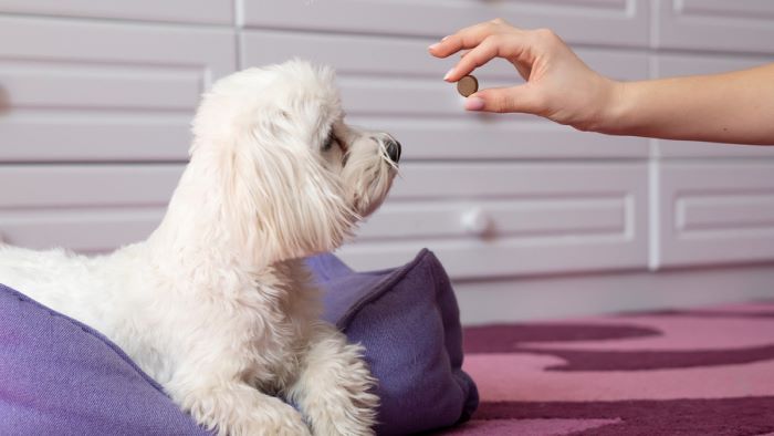 Can My Dog Have Loratadine?