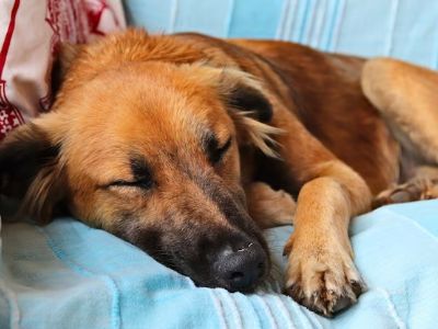 How Much Does a Dog Sleep How Much Does a Dog Sleep