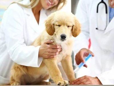 Dhlpp Vaccine for Dogs