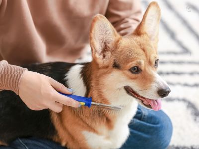 regular combing to get rid of fleas