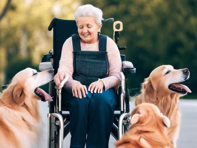 Is IKEA Dog-Friendly Is IKEA Dog-Friendly