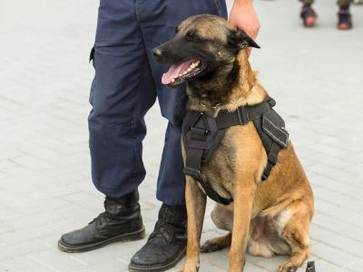 what-can-sniffer-dogs-smell