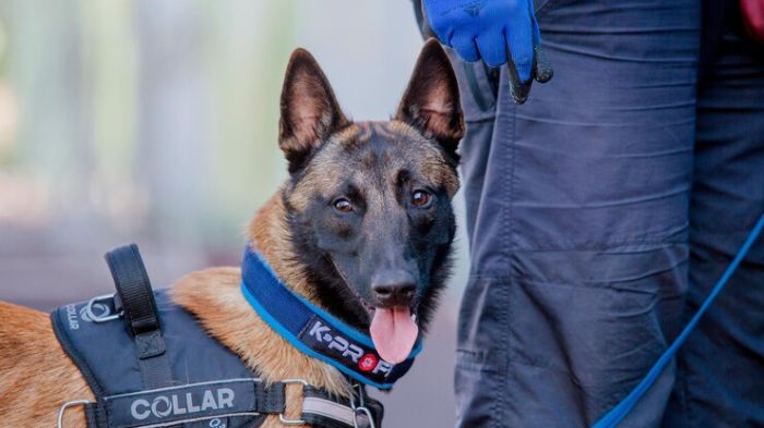 Sniffer Dogs UK - Can Sniffer Dogs Smell Drugs Inside You? - WeWantDogs - Can Sniffer Dogs Smell Sealed Cigarettes