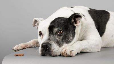 symptoms of Gnat infection in dogs