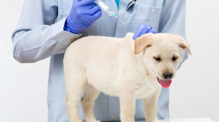 Dhlpp Vaccine for Dogs