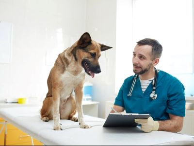 vet examination for dogs