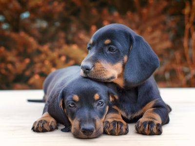 puppies with other dogs puppies with other dogs