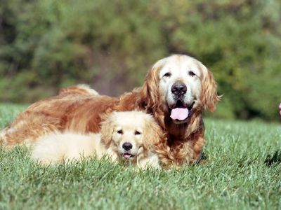 puppies with other dogs puppies with other dogs