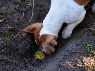 dog-digging
