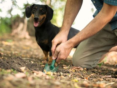 dogs-digging-holes