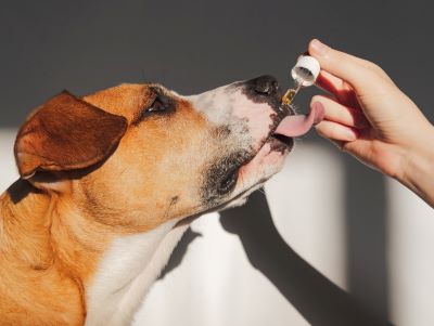 panacur liquid drug is used in dogs Why panacur is used in dogs