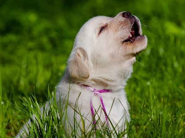 Your dog is crying for help dog crying for help