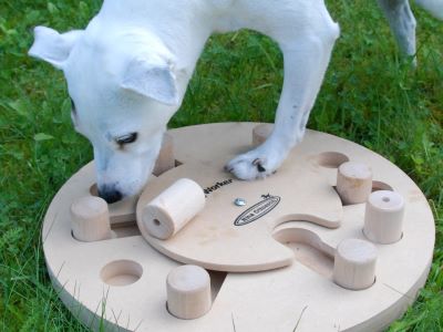 activities for dogs during isolation activities for dogs during isolation