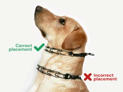 correct placement of a choke collar correct placement of a choke collar