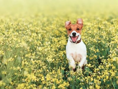 happy dog around flowers