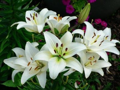 Are Lilies Poisonous to Dogs