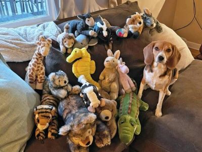 dog with soo many toys