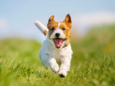 benefits of mussels for your dog benefits of mussels for your dog