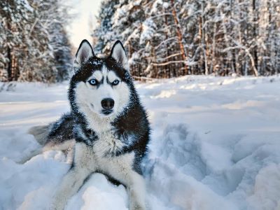 siberian husky tolerating severe cold siberian husky tolerating severe cold
