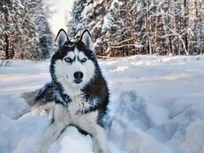 siberian husky tolerating severe cold