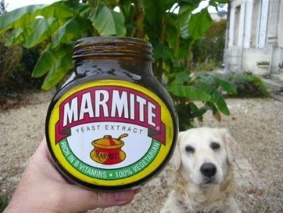 dog with marmite dog with marmite