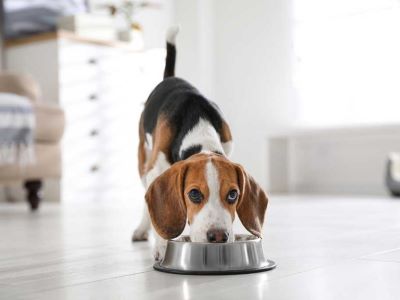 dog eating food dog eating food