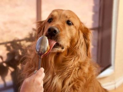 dog licking a spoon dog licking a spoon